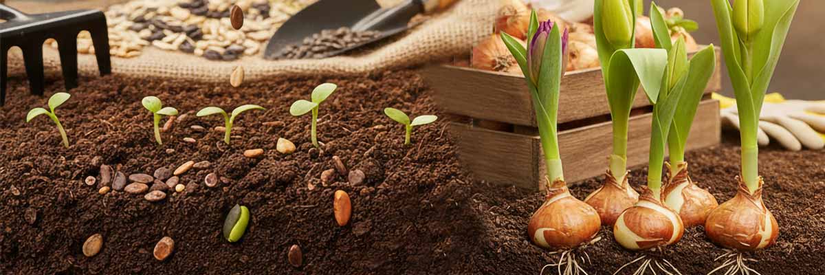 آموزش کاشت گیاهان از طریق بذر و پیاز