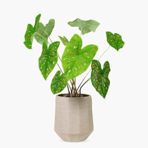 راهنمای تکثیر گیاه حسن یوسف