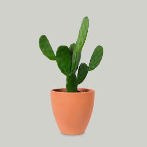 راهنمای پروش گل اکیده