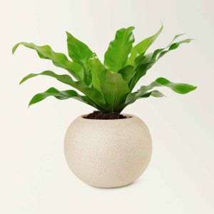 راهنمای تکثیر گیاه سانسوریا