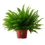 گیاه مدل برگدار مدل ۶